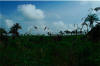 Landscape 2