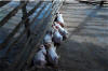 Nap time for piglets