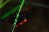 African Bug