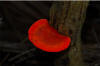 Pretty African Fungus